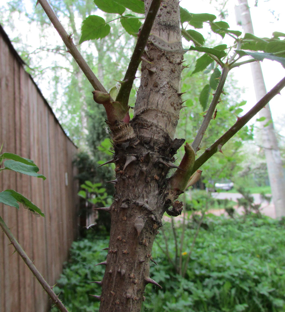 Image of Aralia spinosa specimen.