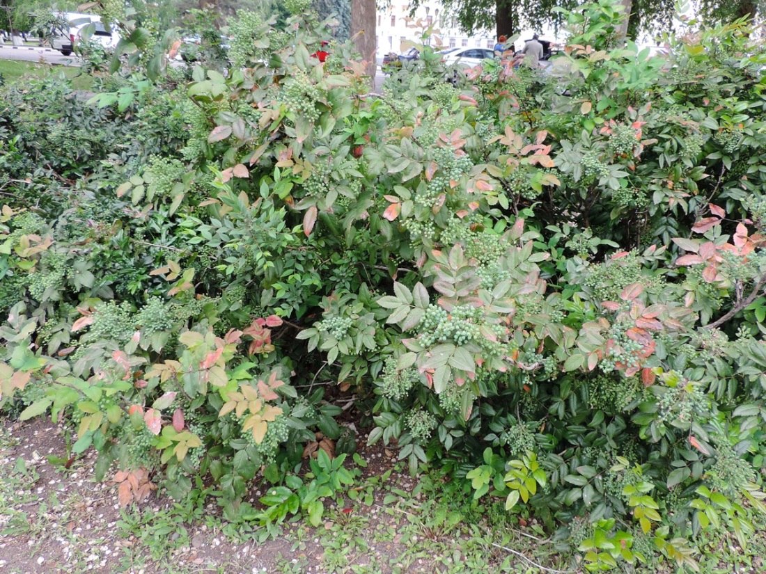 Image of Mahonia aquifolium specimen.