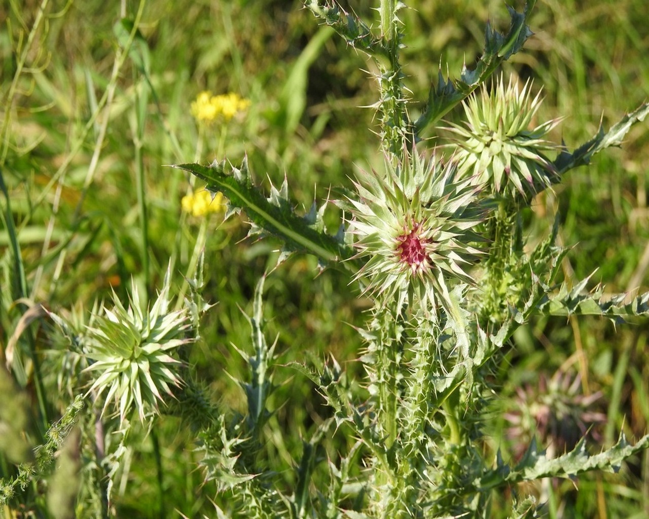 Image of Carduus thoermeri specimen.