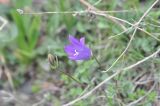 genus Campanula