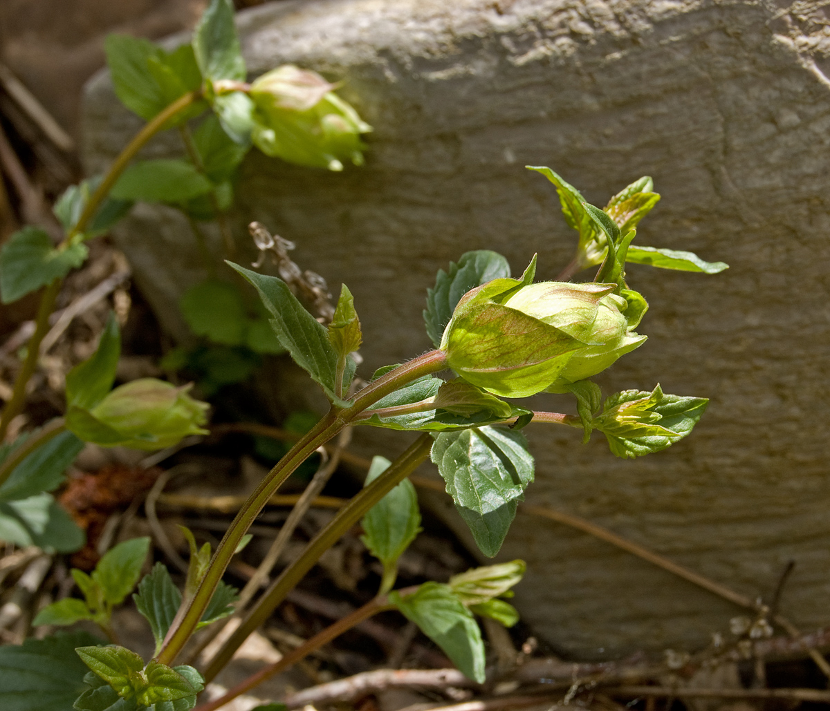 Image of Scutellaria supina specimen.