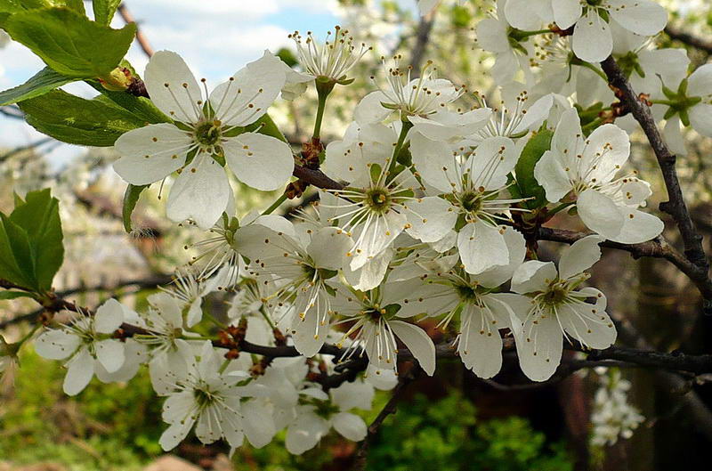 Image of Prunus spinosa specimen.