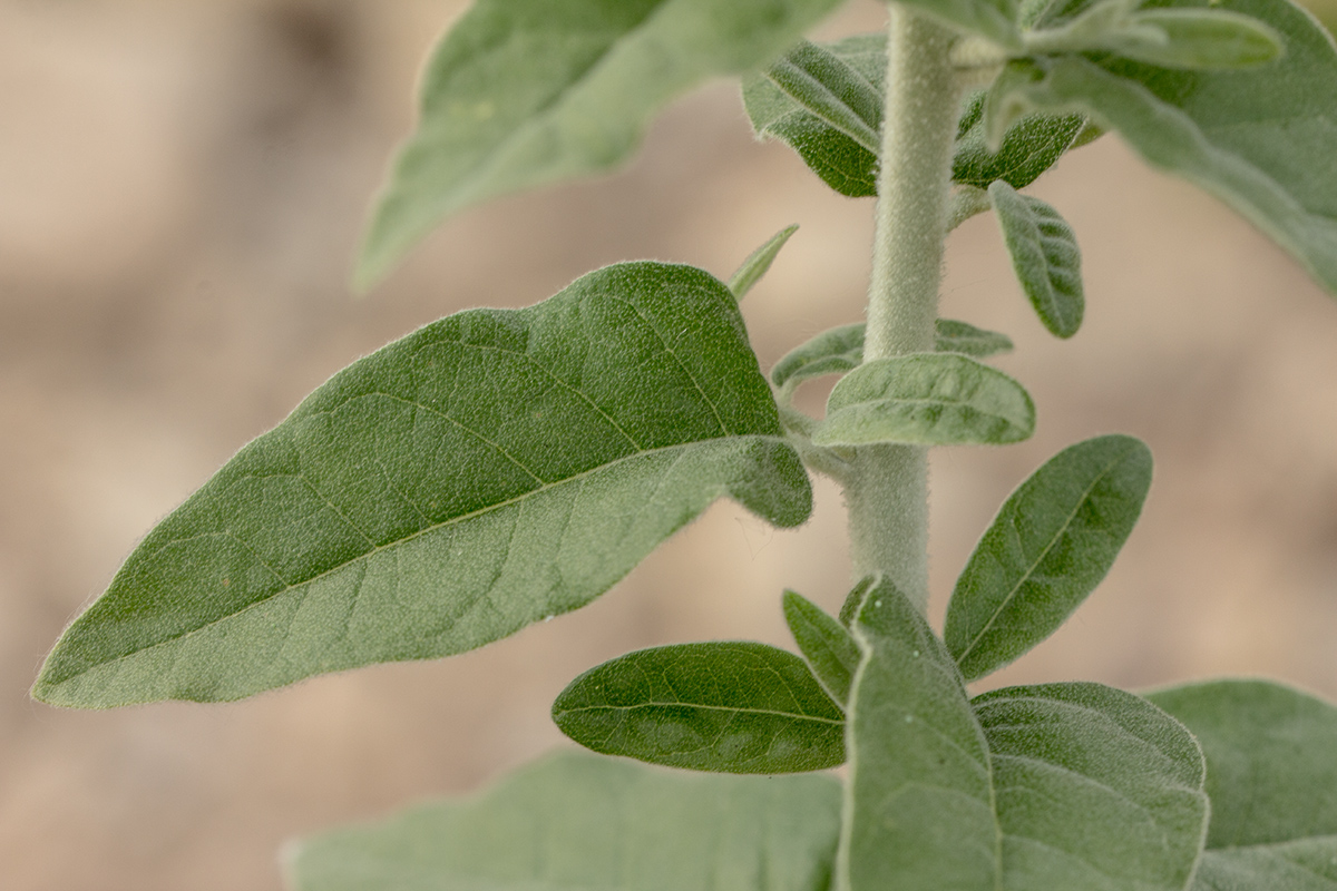 Изображение особи Elaeagnus angustifolia.