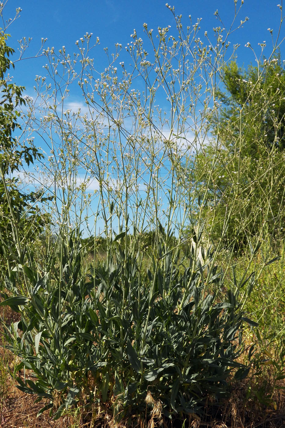 Image of Gypsophila altissima specimen.