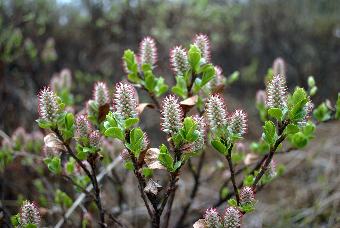 Image of Salix myrsinites specimen.