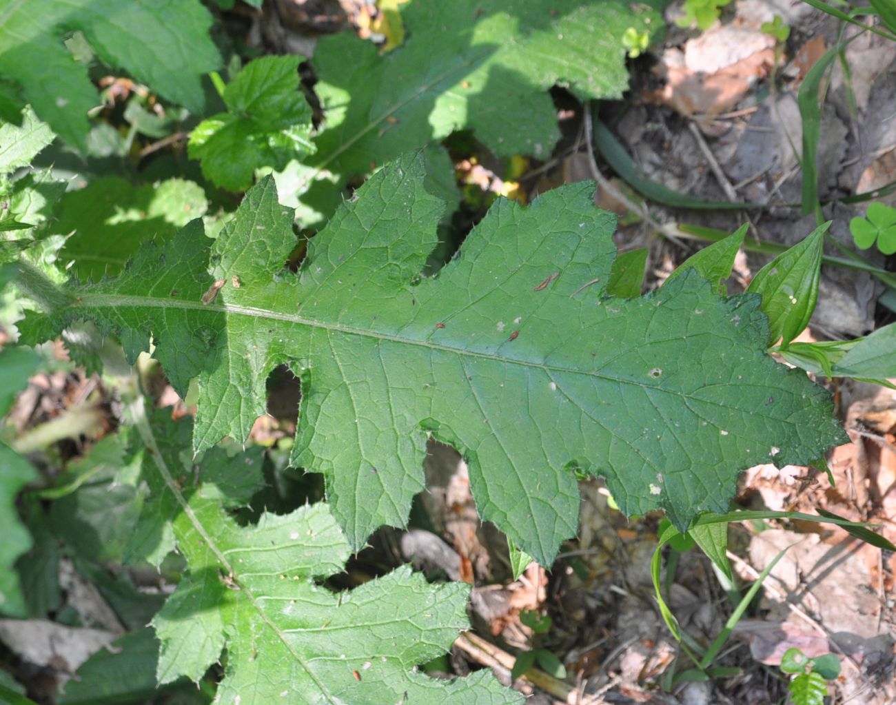 Изображение особи семейство Asteraceae.