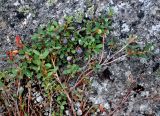 Vaccinium uliginosum подвид microphyllum. Ветви с плодами. Мурманская обл., Хибины, перевал Южный Чорргор, ≈ 850 м н.у.м., осыпающийся каменистый склон. 07.08.2018.