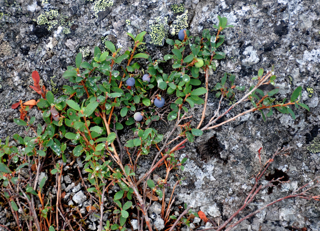 Изображение особи Vaccinium uliginosum ssp. microphyllum.