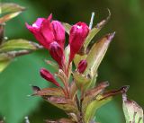 Weigela hybrida