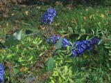 Buddleja davidii. Ветви с соцветиями (снизу ветви Spirea). Тверская обл., г. Тверь, городской сад, клумба. 13.09.2018.