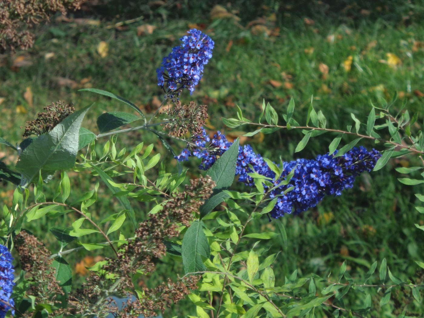Image of Buddleja davidii specimen.