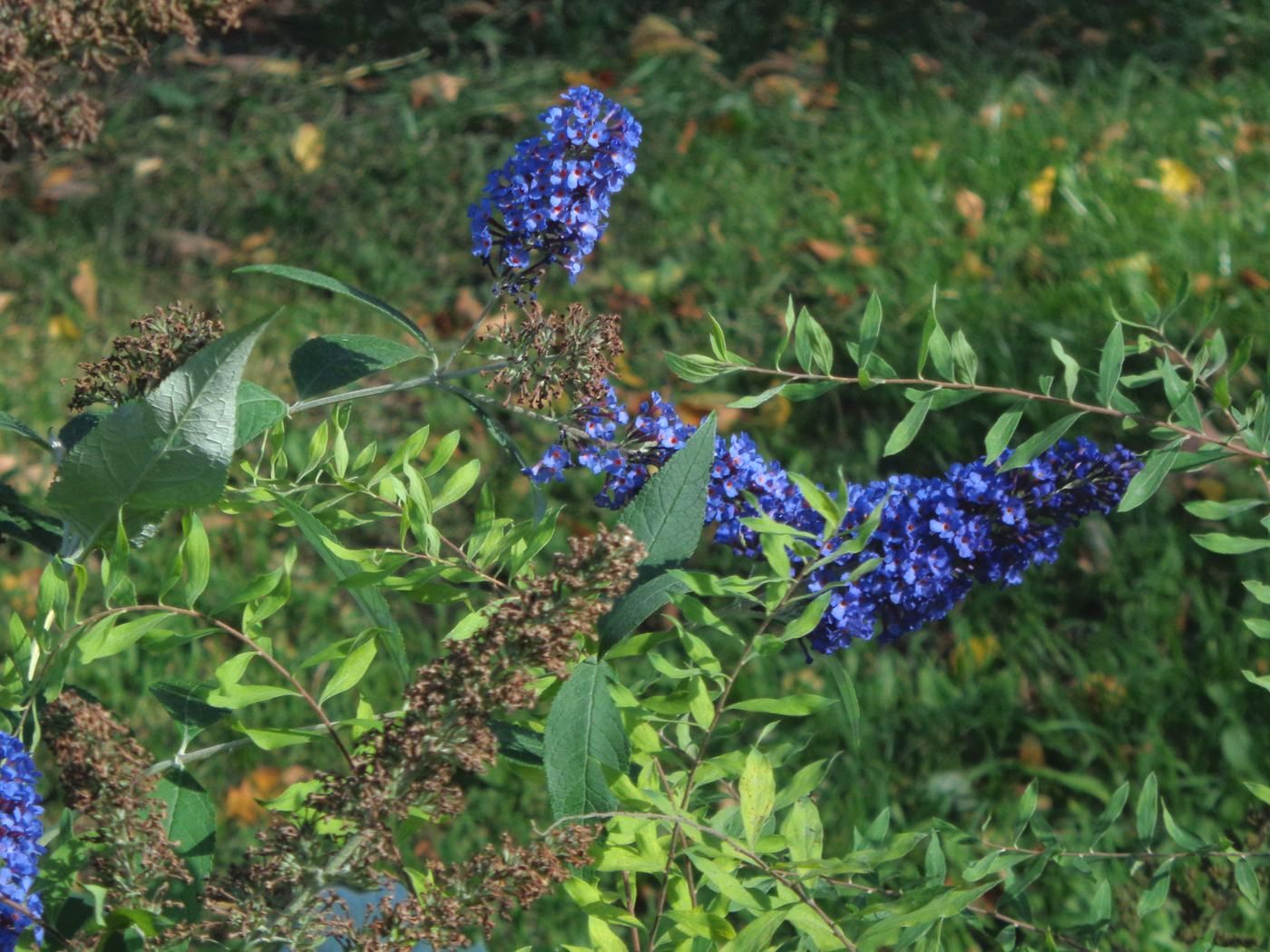 Изображение особи Buddleja davidii.