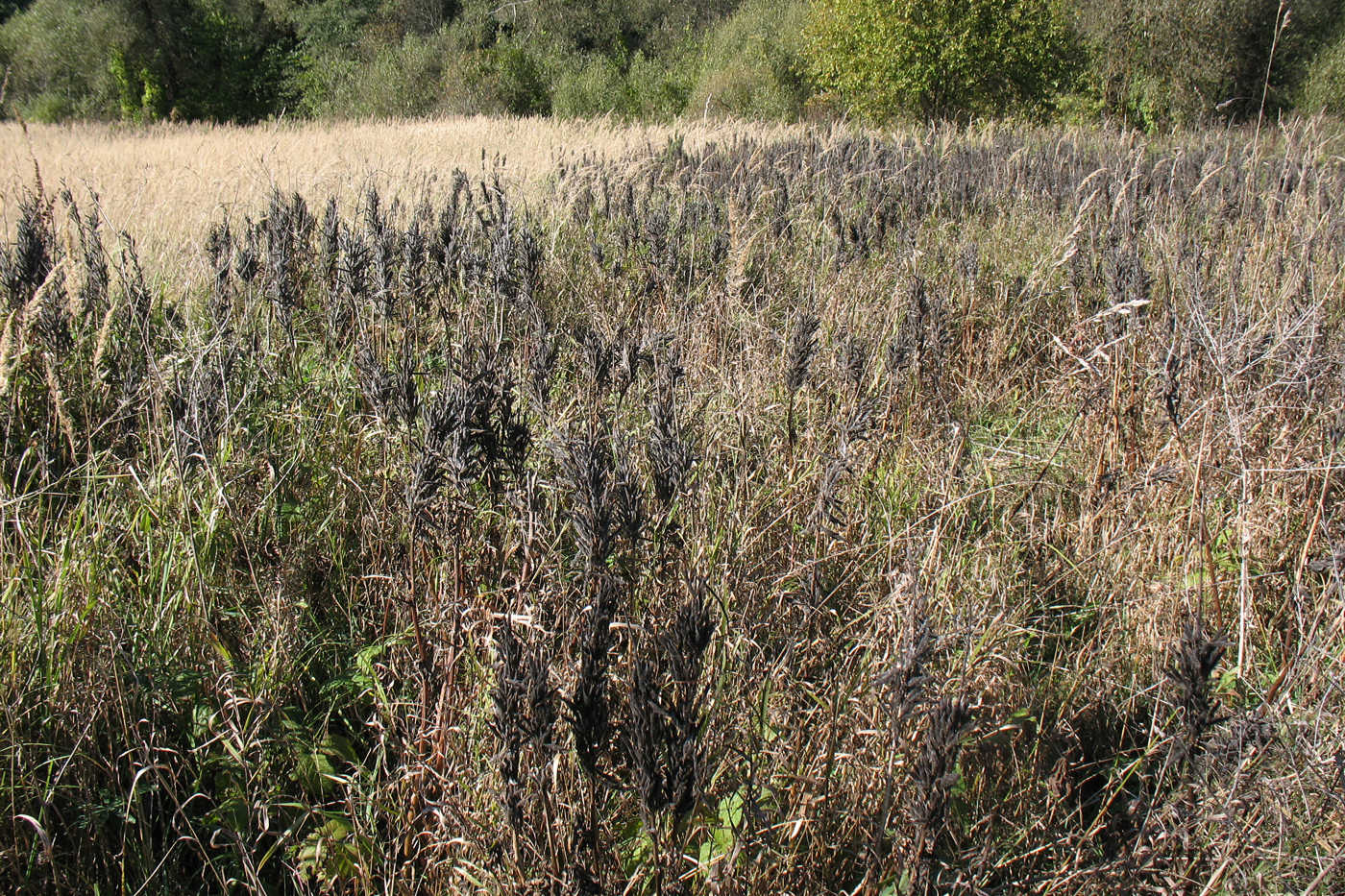 Image of Lupinus polyphyllus specimen.