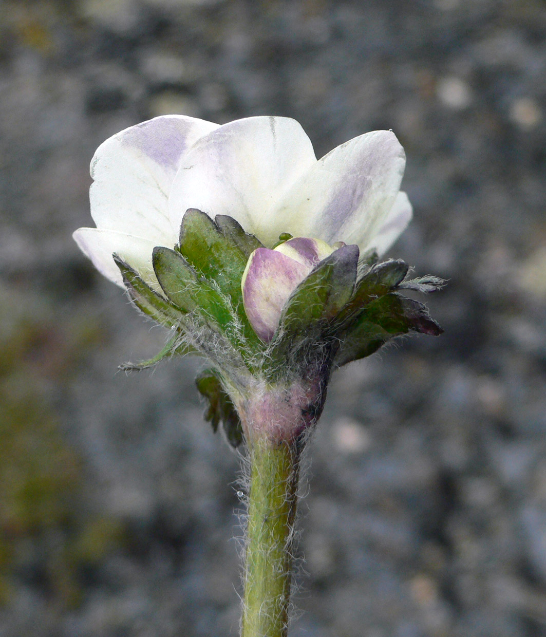 Image of Anemonastrum sibiricum specimen.