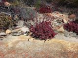Crassula atropurpurea