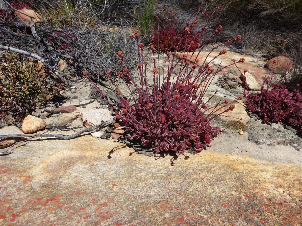 Image of Crassula atropurpurea specimen.