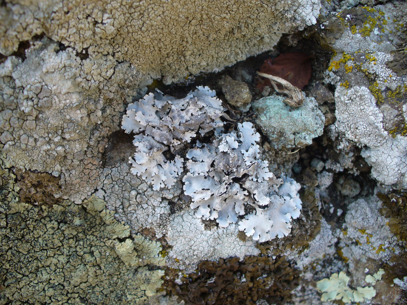 Image of familia Parmeliaceae specimen.
