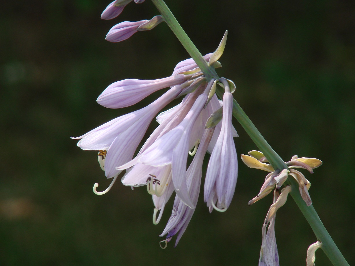 Изображение особи род Hosta.