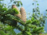 Abies alba. Созревающие шишки. Украина, Ивано-Франковская обл., Болеховский горсовет, Поляницкий сельсовет, Поляницкий региональный ландшафтный парк, ур. Герчи. 02.08.2018.