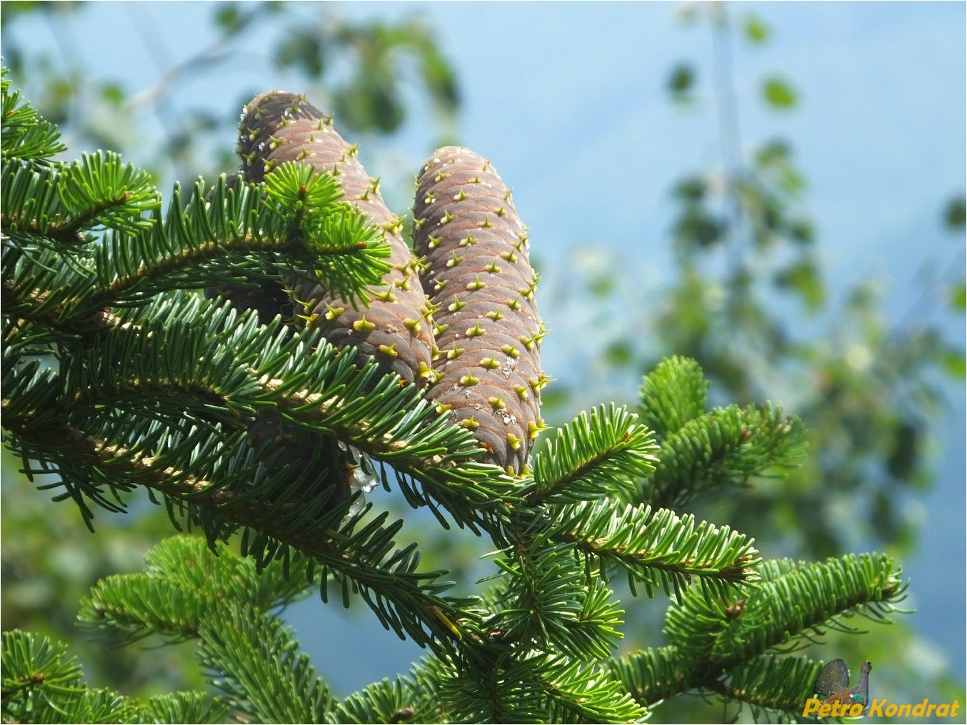 Image of Abies alba specimen.