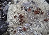 Arctoparmelia centrifuga. Часть таллома с апотециями. Мурманская обл., Хибины, северный склон г. Куэльпорр, ≈ 600 м н.у.м., каменистый склон. 05.08.2018.
