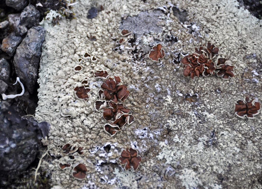 Image of Arctoparmelia centrifuga specimen.