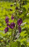 Verbascum phoeniceum. Часть соцветия с отцветающими и нераспустившимися цветками и завязавшимися плодами. Пермский край, пос. Юго-Камский, в озеленении. 30 июня 2018 г.