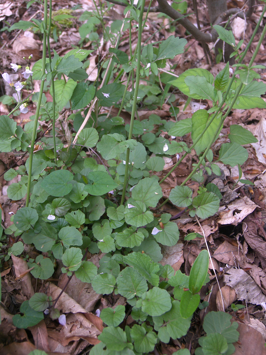 Изображение особи Cardamine lazica.