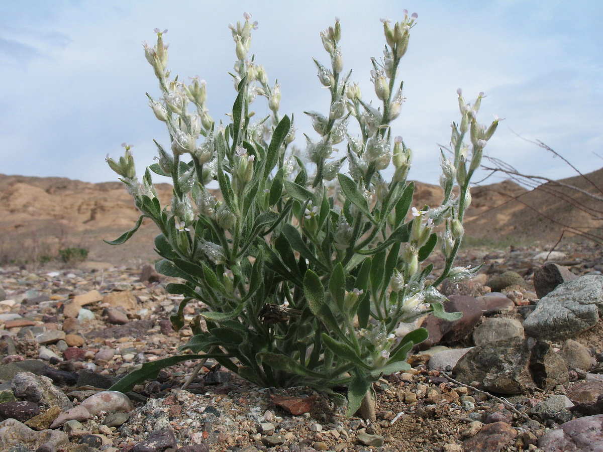 Image of Lachnoloma lehmannii specimen.