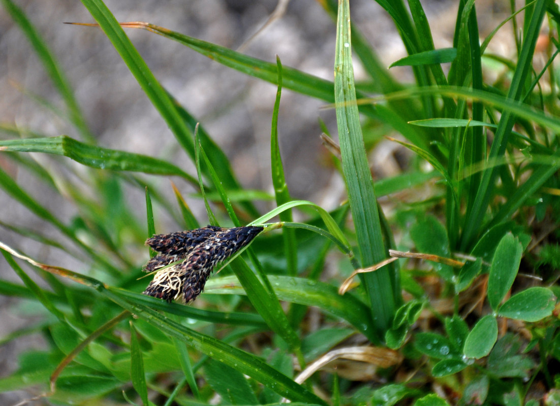 Image of Carex aterrima specimen.