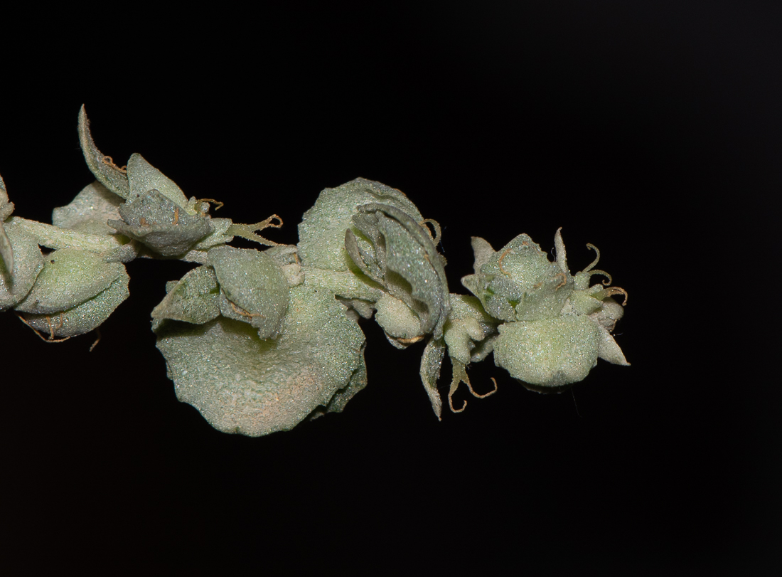 Image of Atriplex nummularia specimen.