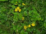 Lysimachia nummularia