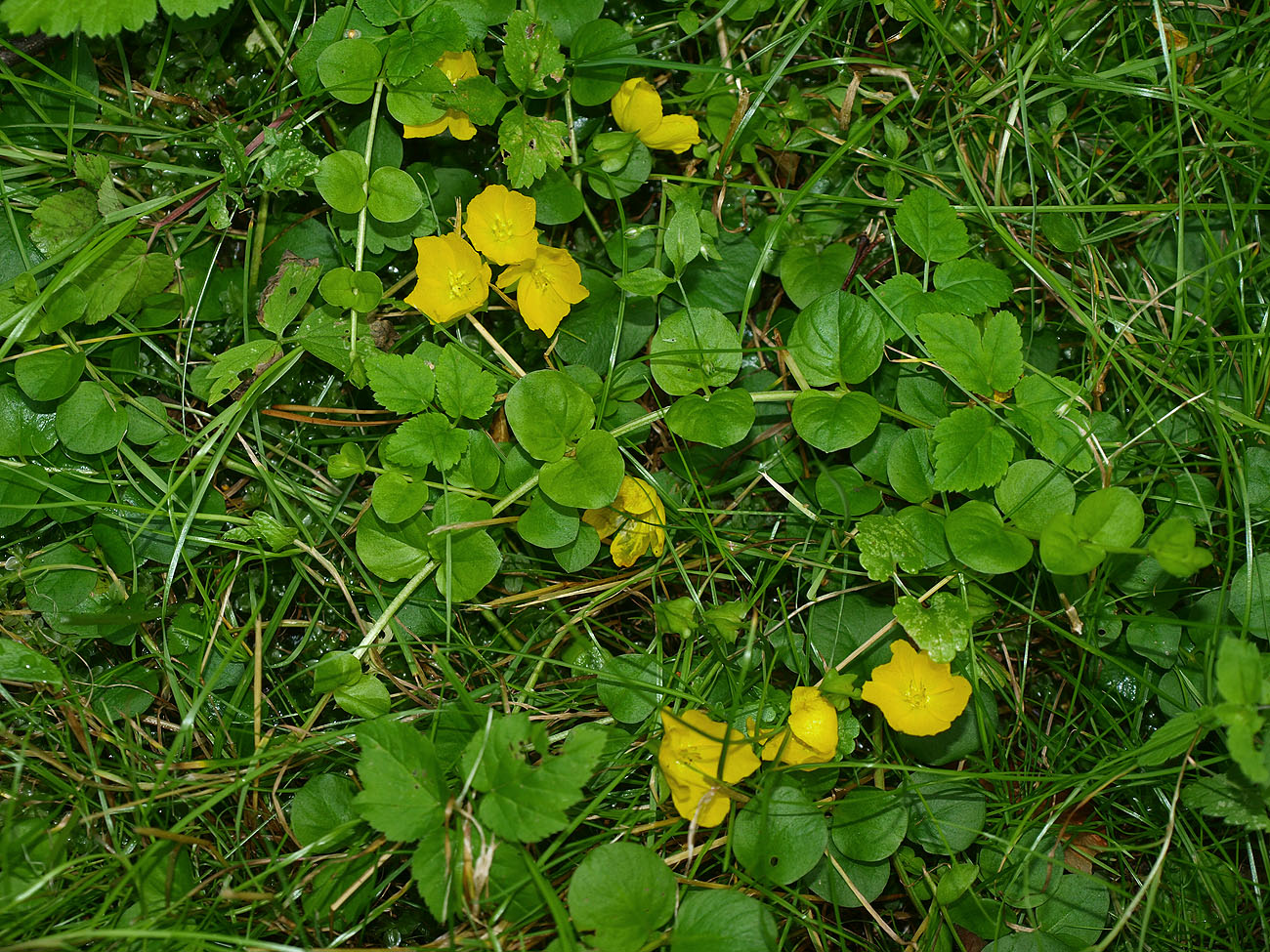 Изображение особи Lysimachia nummularia.