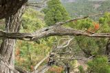 Juniperus foetidissima