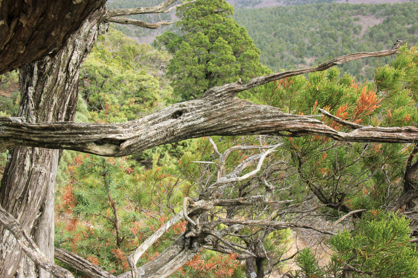 Изображение особи Juniperus foetidissima.