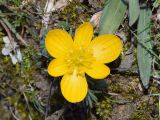 Eranthis longistipitata