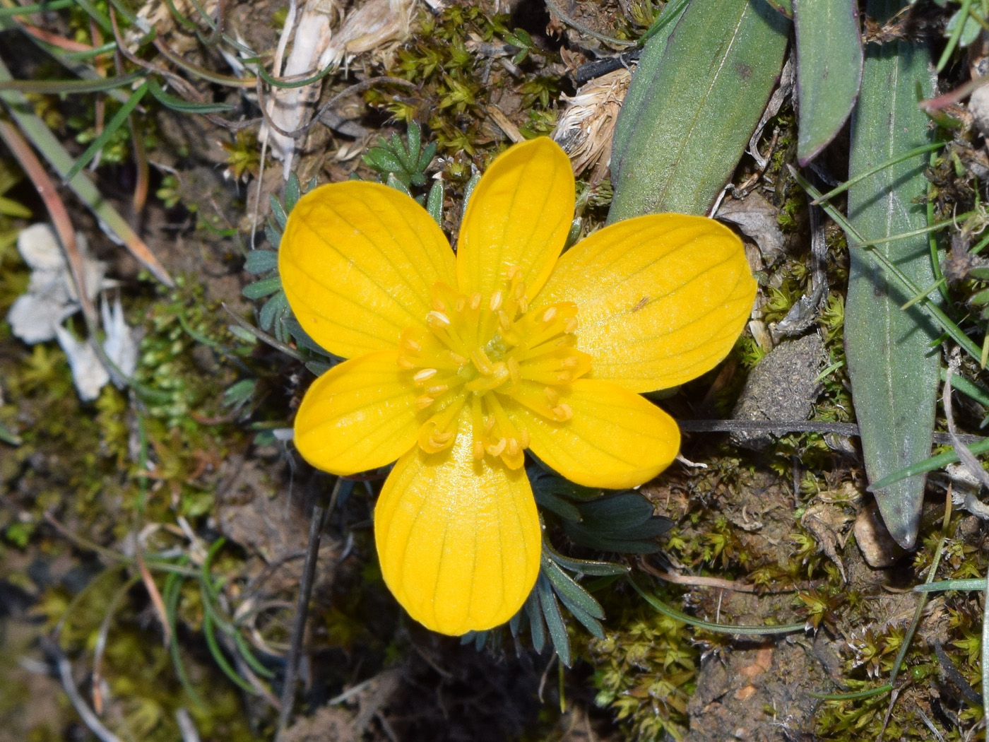 Image of Eranthis longistipitata specimen.