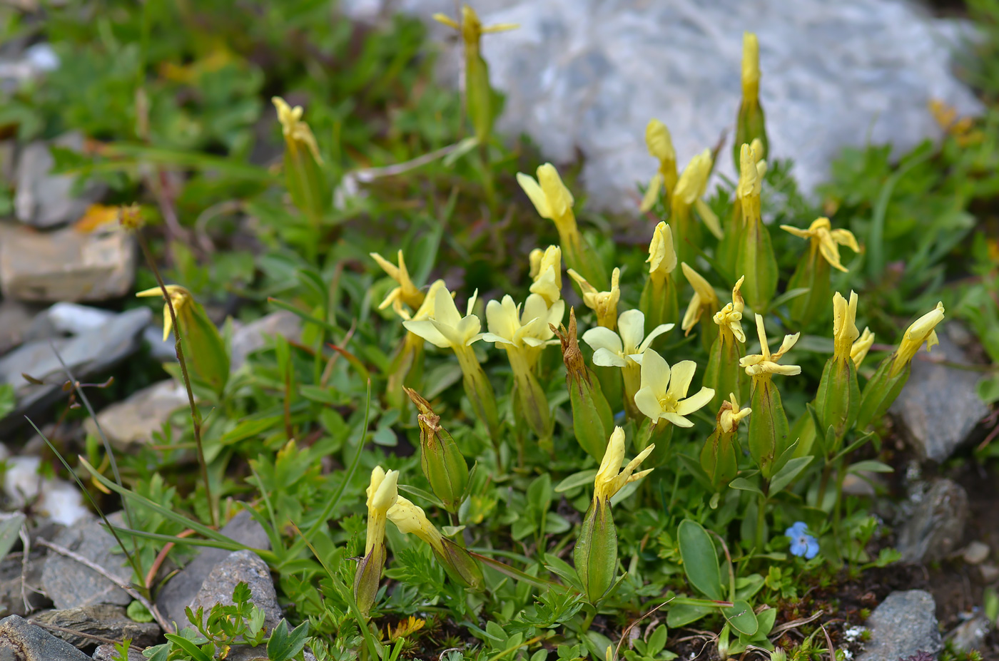 Image of Gentiana oschtenica specimen.