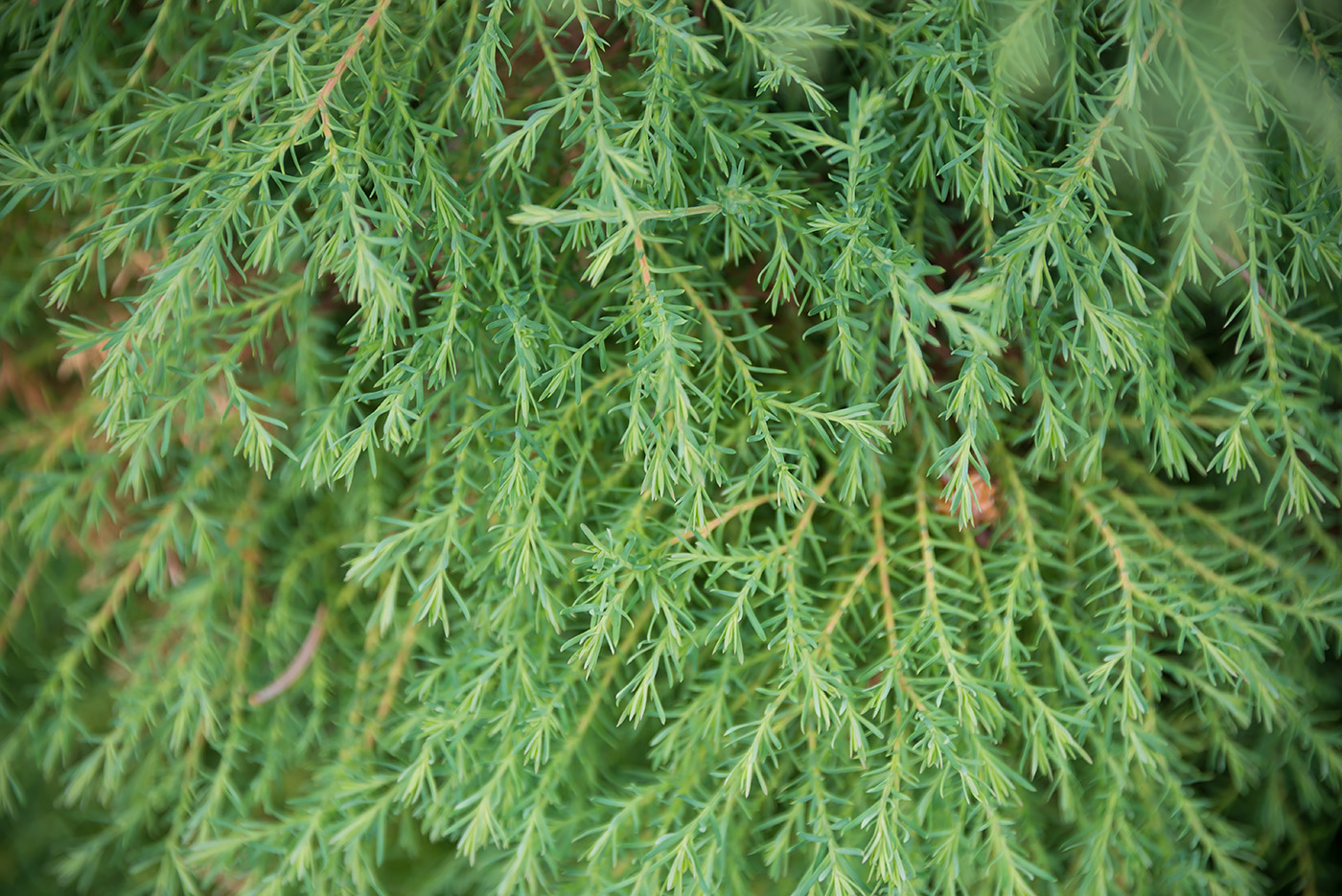 Изображение особи Thuja occidentalis.