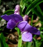 Lathyrus frolovii