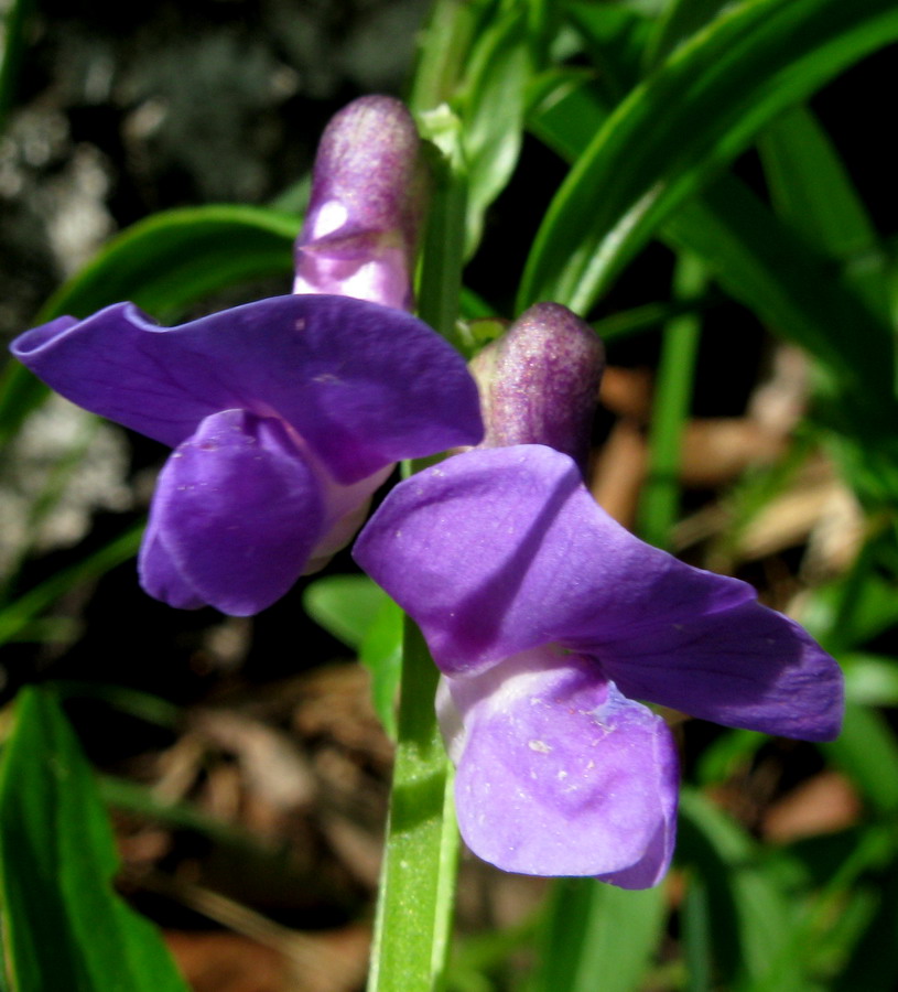 Изображение особи Lathyrus frolovii.