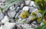 Solidago virgaurea subspecies lapponica. Корзинки на боковой веточке соцветия и часть листа. Ямало-Ненецкий АО, Приуральский р-н, трасса на пос. Харп, в 150 м выше автодорожного моста; правый берег р. Ханмей, укрепленный габионом склон долины. 06.08.2017.