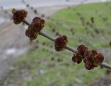 Fraxinus pennsylvanica