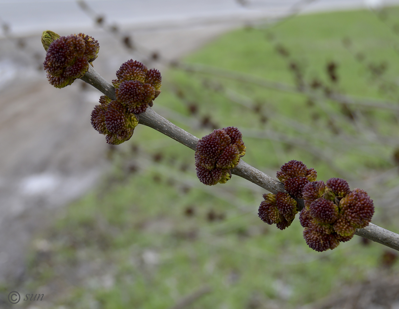 Изображение особи Fraxinus pennsylvanica.