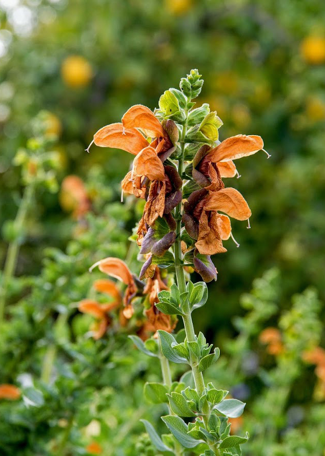 Image of Salvia aurea specimen.