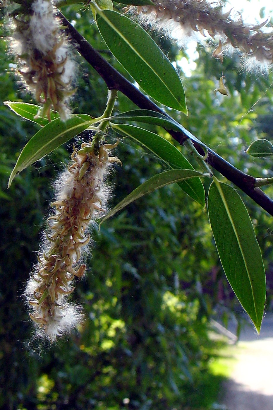 Image of Salix euxina specimen.