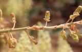 Reseda lutea