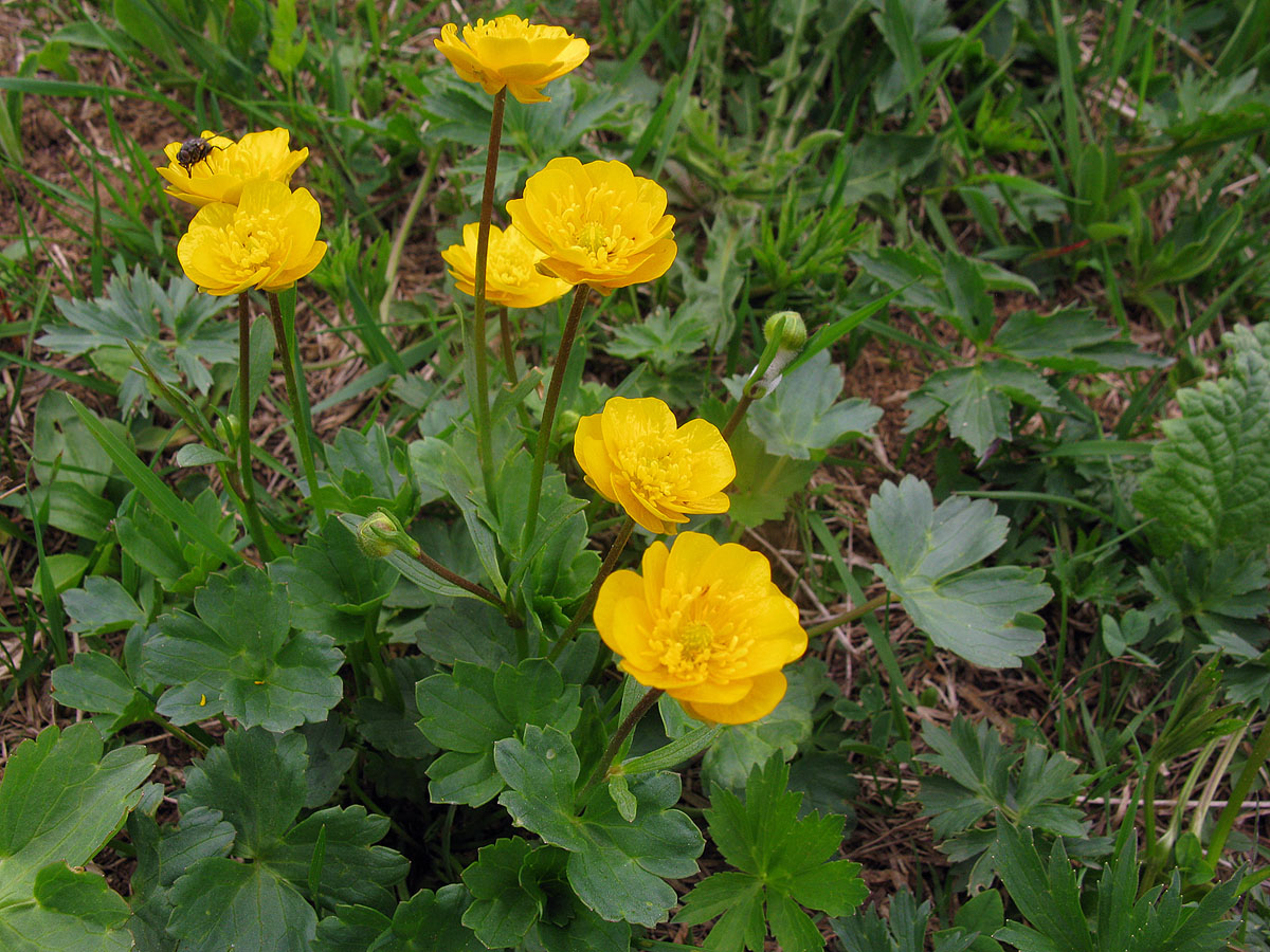 Изображение особи Ranunculus brachylobus.