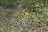 Haplophyllum suaveolens