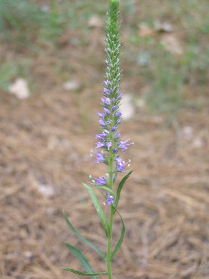 Image of Veronica spicata specimen.